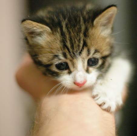 Placeholder kitteh
