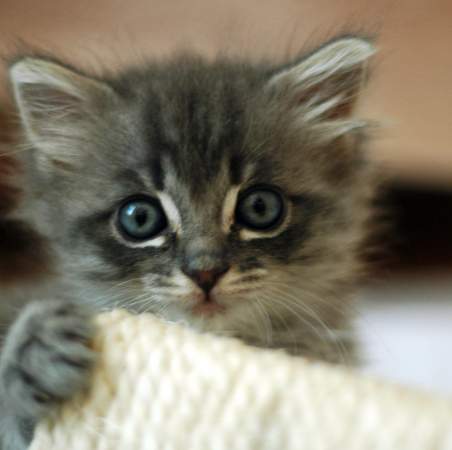 Placeholder kitteh