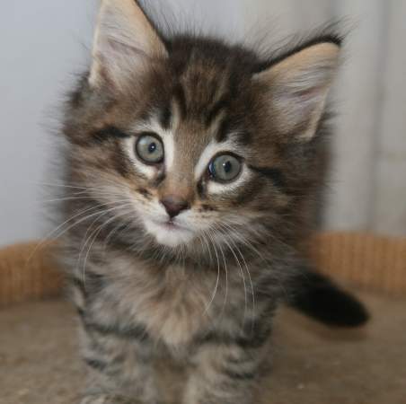 Placeholder kitteh