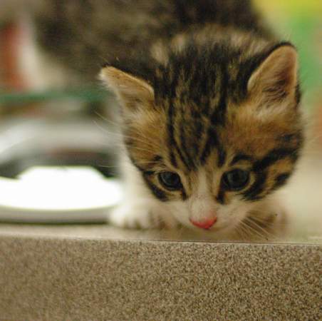 Placeholder kitteh