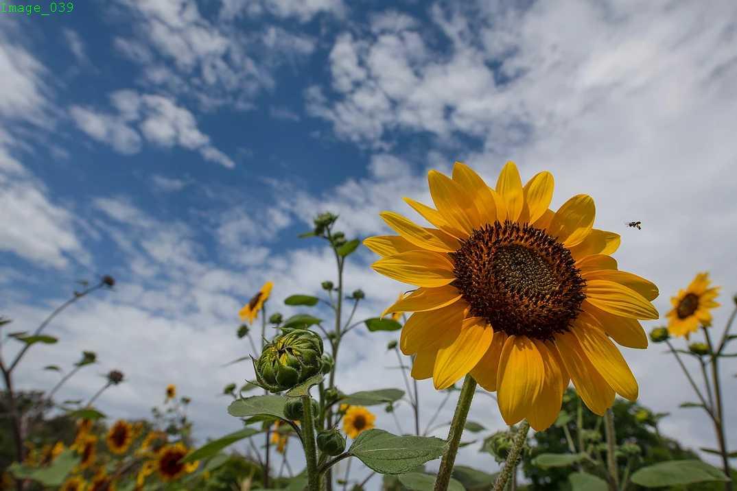 Zonnebloem